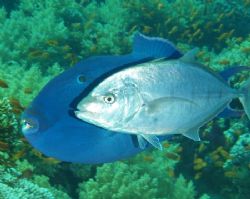 The odd couple.... Taken at Yolanda reef, Ras Mohamed Par... by Nikki Van Veelen 